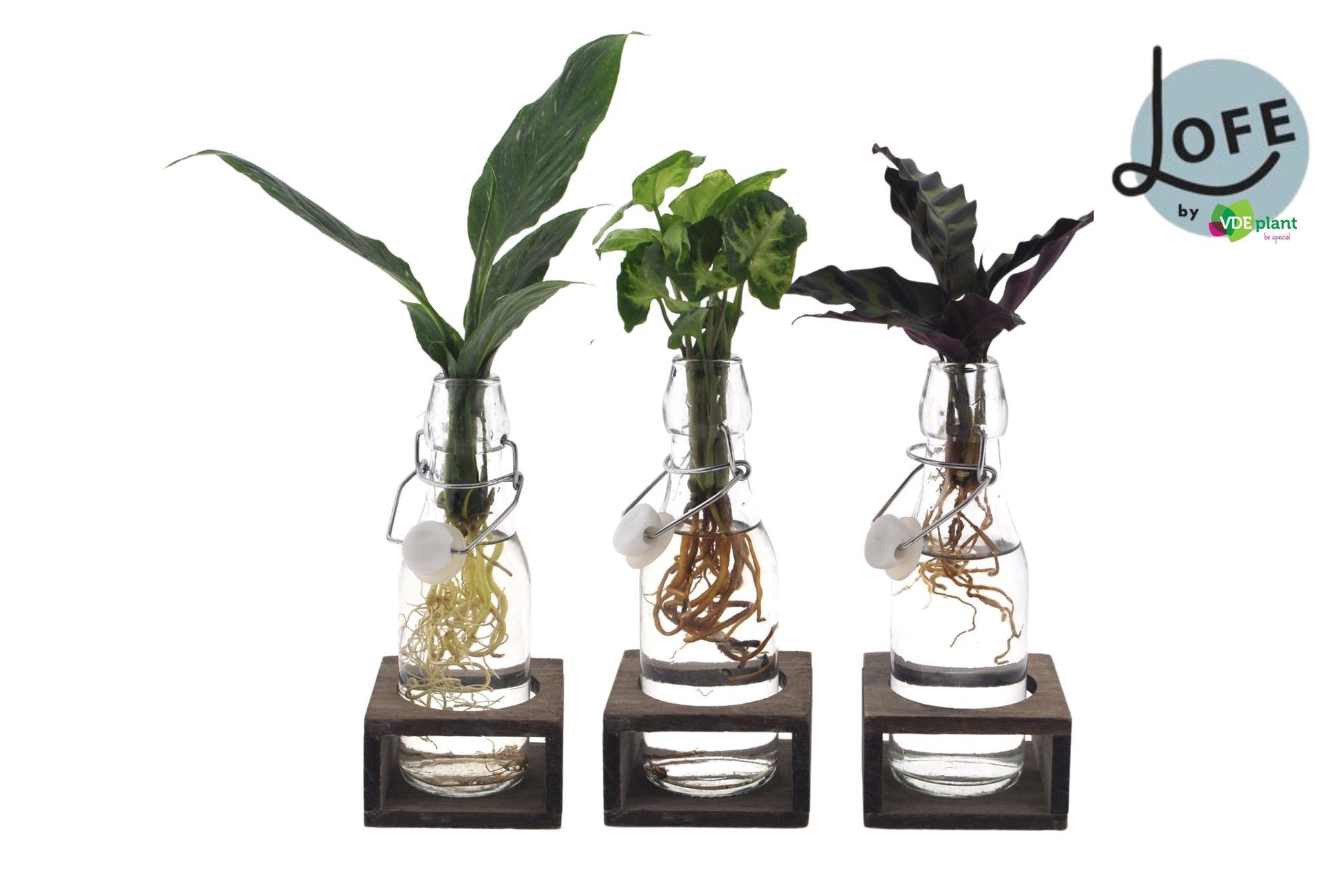 Intenz Mix in Ann Glas (weiße Kappe) + Naturel Single - 3 Stücke - Ø7cm - ↕25cm