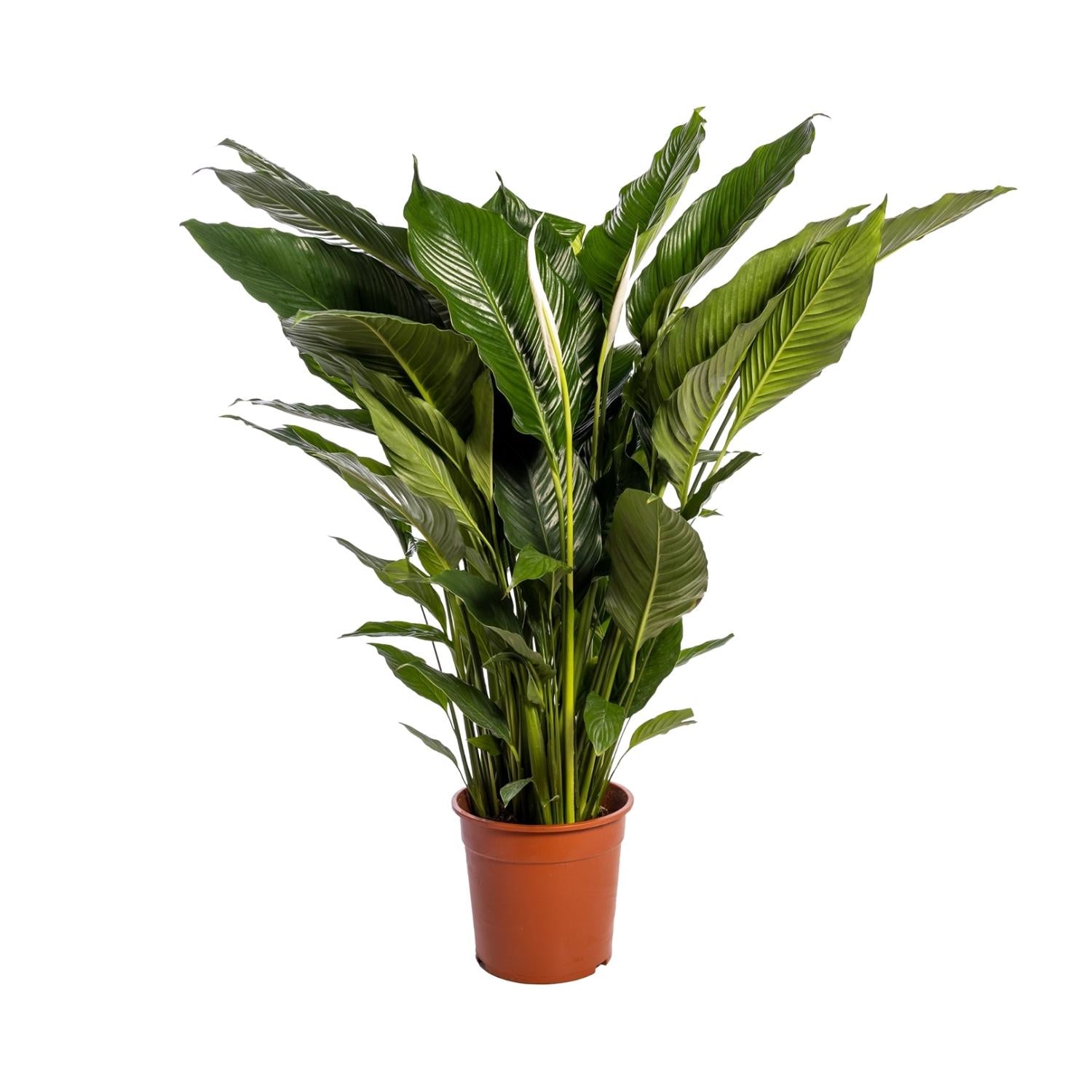 Spathiphyllum (Friedenslilie) Sweet Sebastiano – Ø24 cm – ca. 110 cm