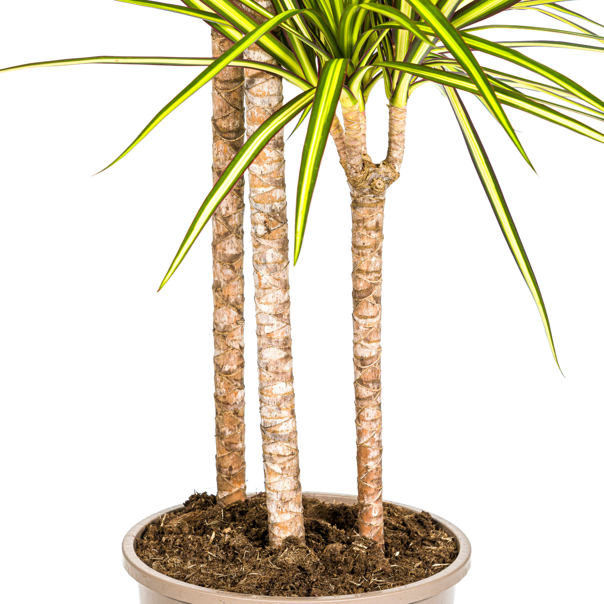 Dracaena marginata Sunray (Drachenbaum) Ø24 cm – ca. 130–150 cm