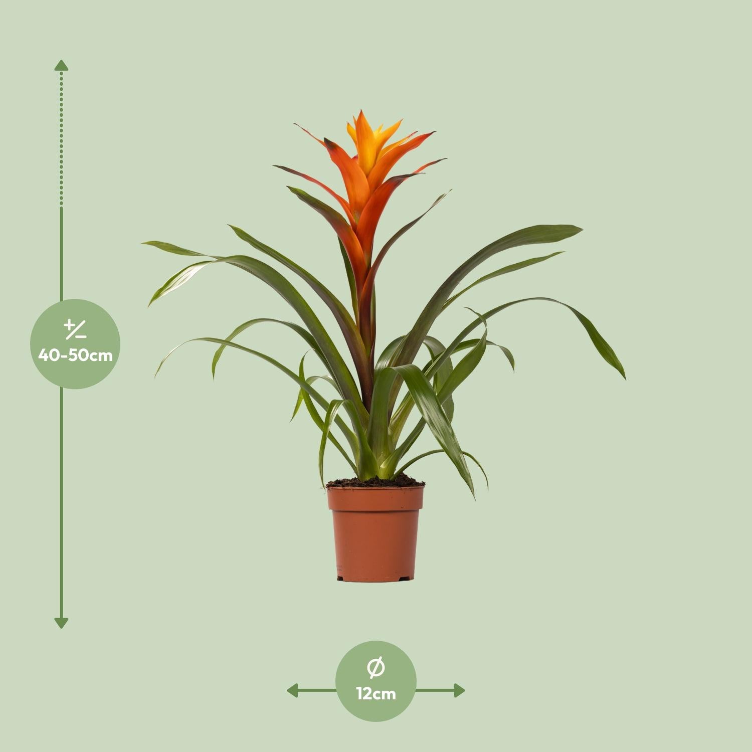 Guzmania Variada (Bromelie) – Ø12 cm – ca. 50 cm