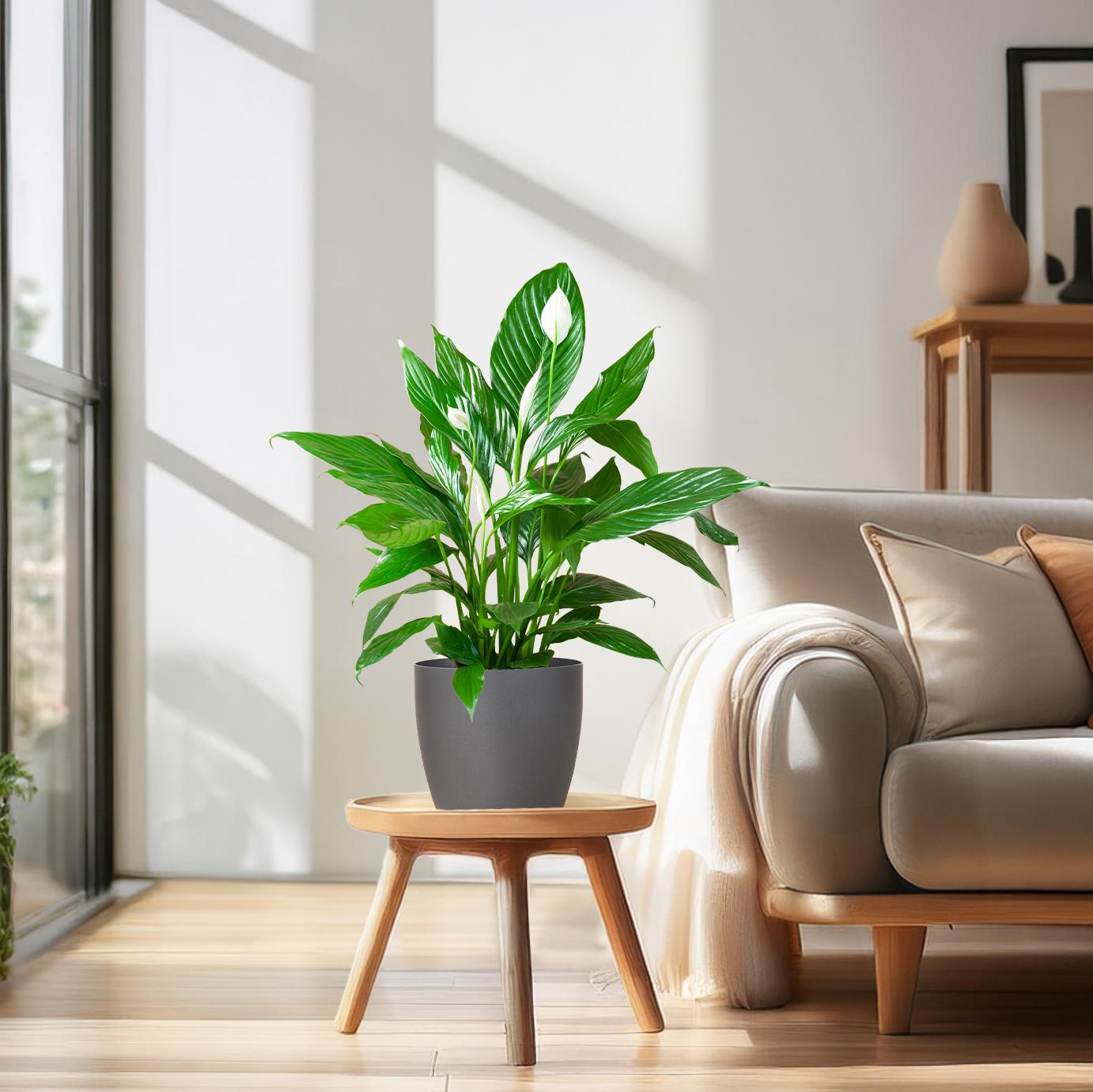 Spathiphyllum (Friedenslilie) mit Potter-Topf Grau