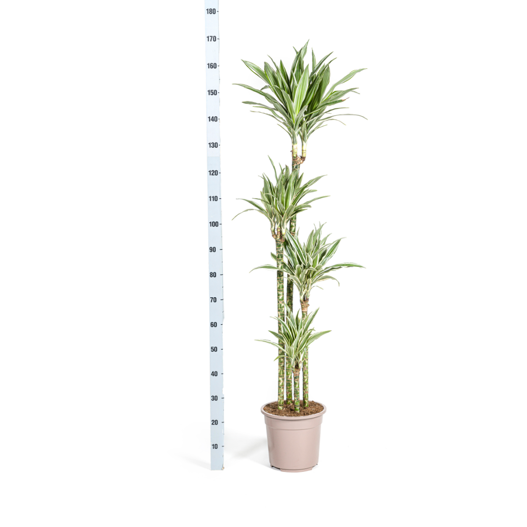 Dracaena deremensis White Stripe (Drachenbaum)