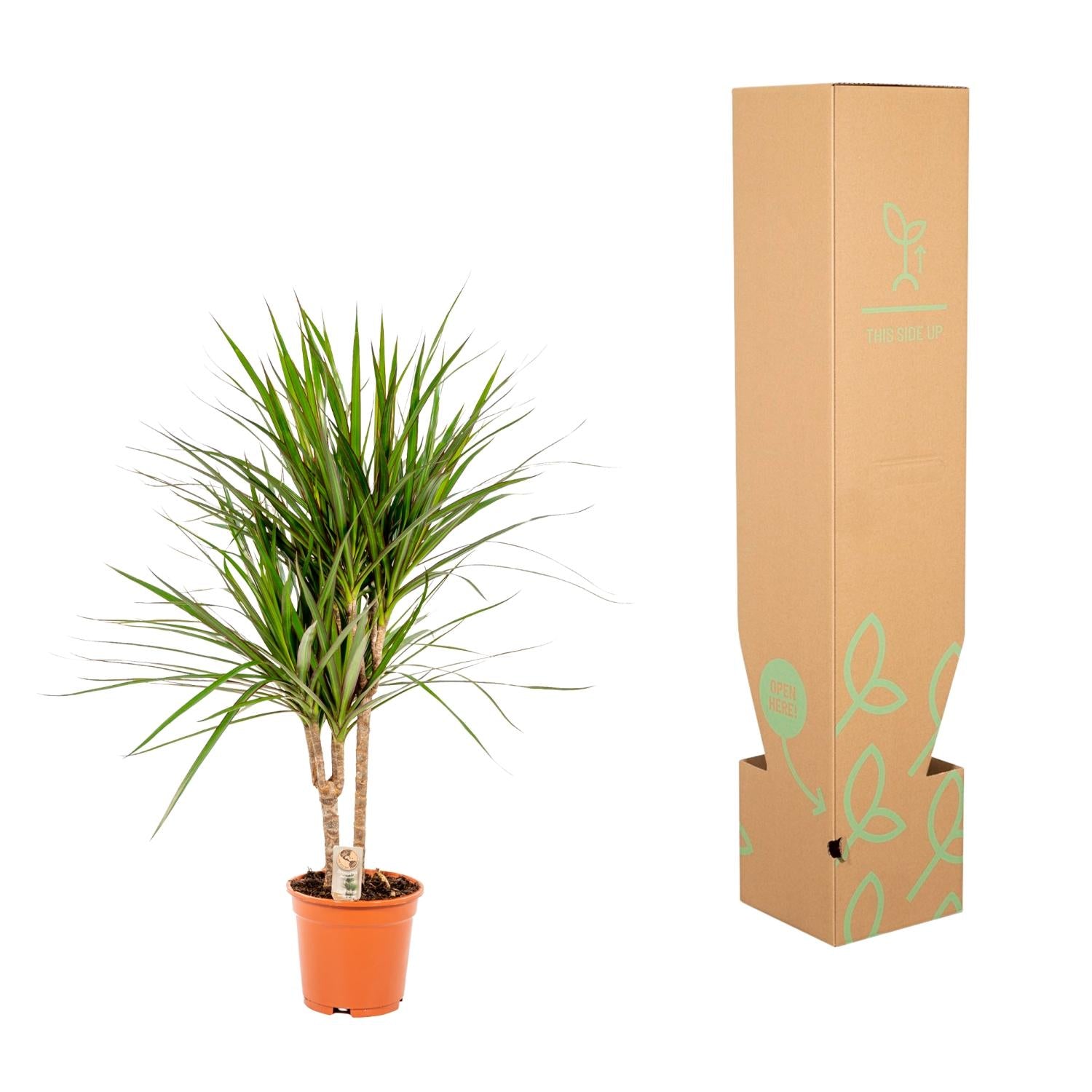 Dracaena marginata (Drachenbaum) – Ø17 cm – ca. 90 cm