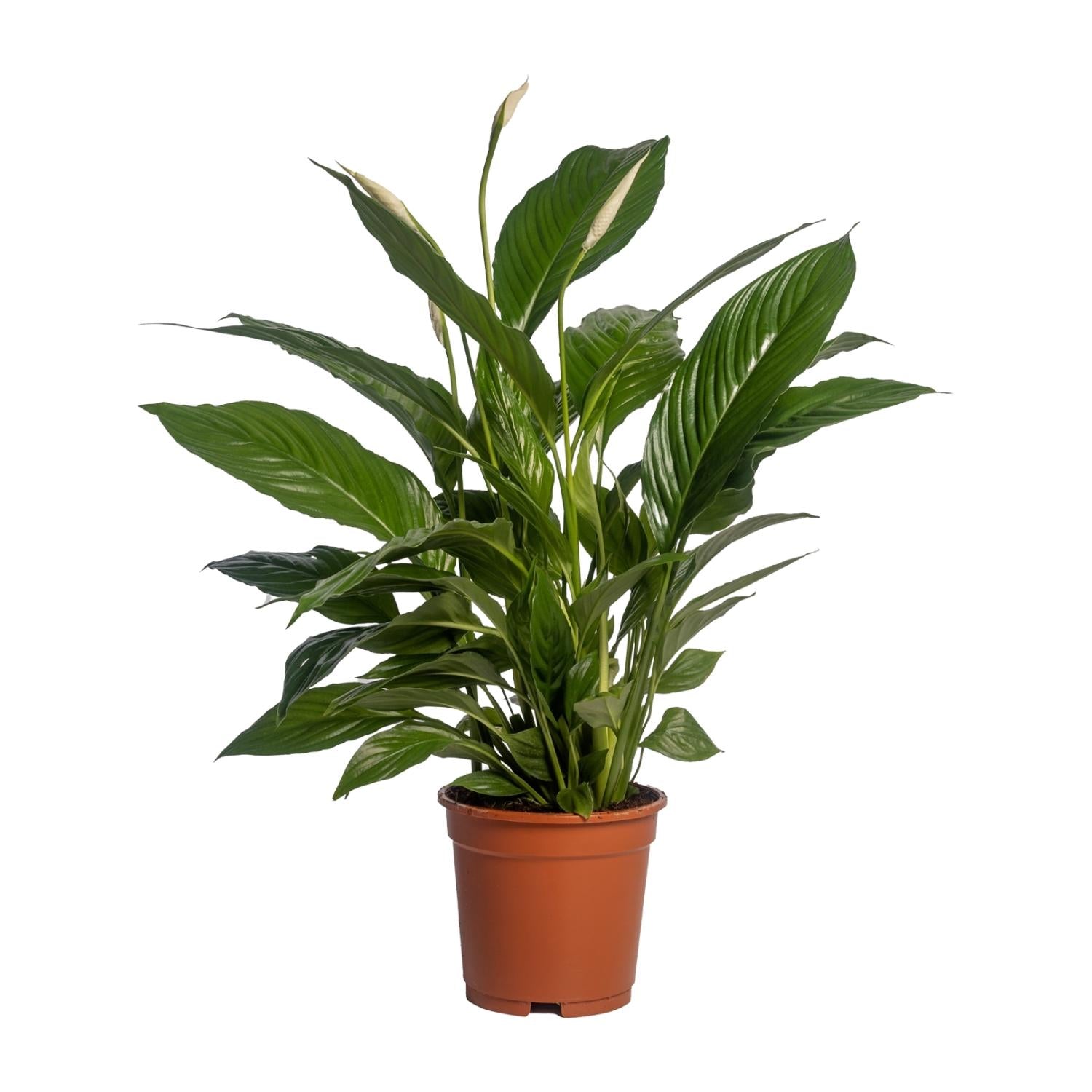 Spathiphyllum (Friedenslilie) Vivaldi – Ø17 cm – ca. 70 cm