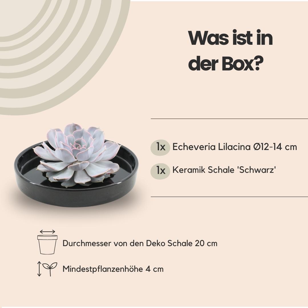 ROOTLESS Echeveria lilacina – Sukkulente in schwarzer Schale – Ø20 cm – ca. 5 cm