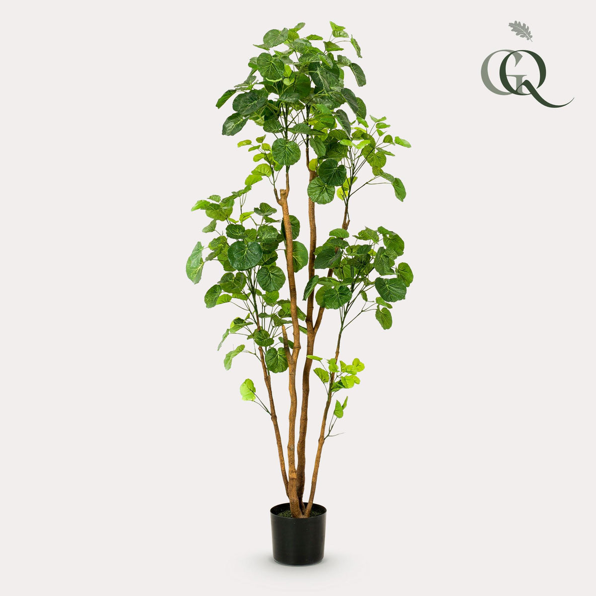 Kunstpflanze - Polyscias - Aralia