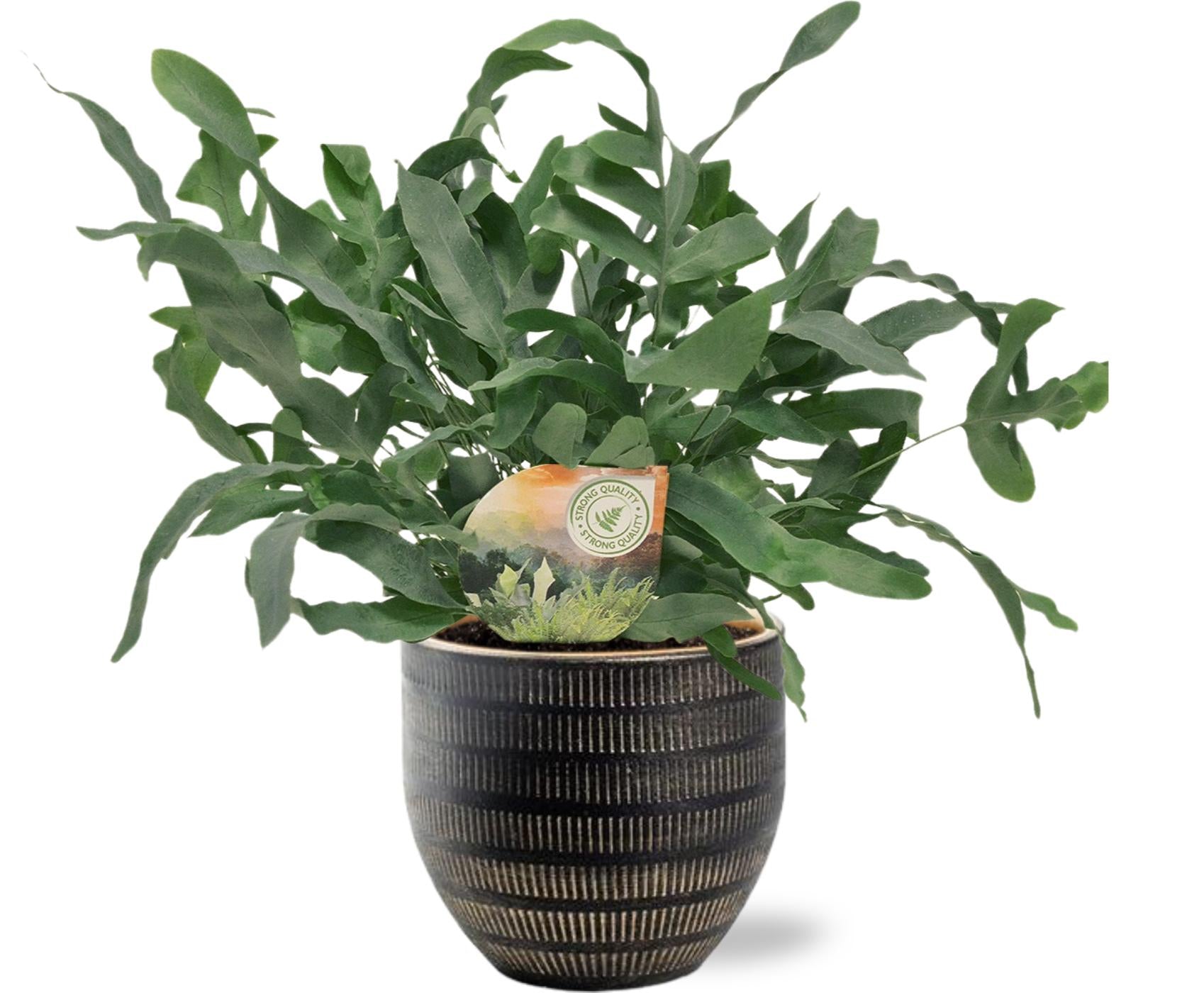 Phlebodium Blue Star