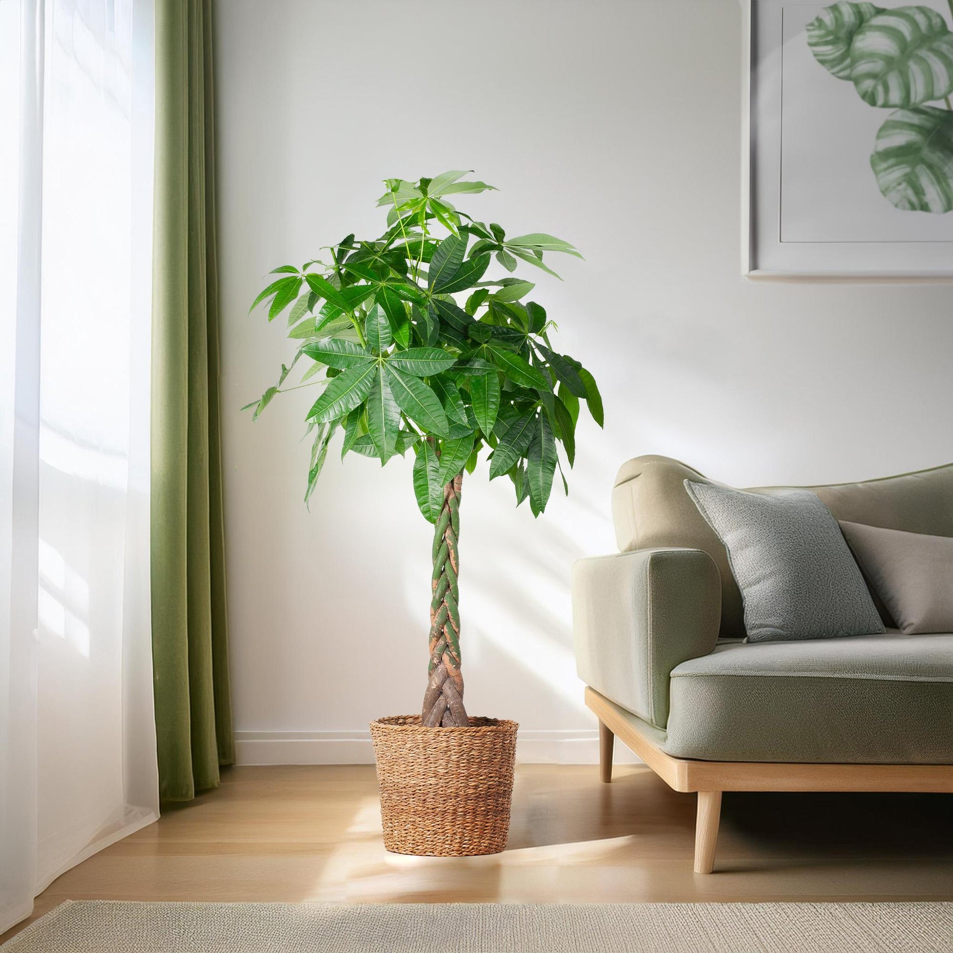 Pachira Aquatica XL mit Torun-Korb – 140 cm – Ø24