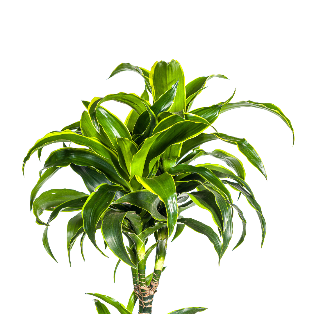 Dracaena deremensis Dorado (Drachenbaum)
