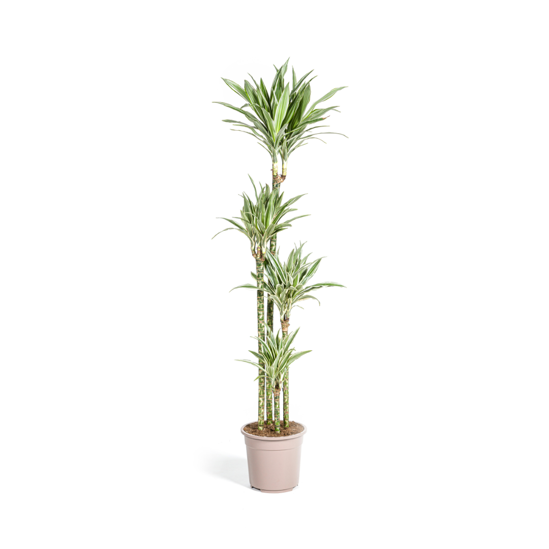 Dracaena deremensis White Stripe (Drachenbaum)