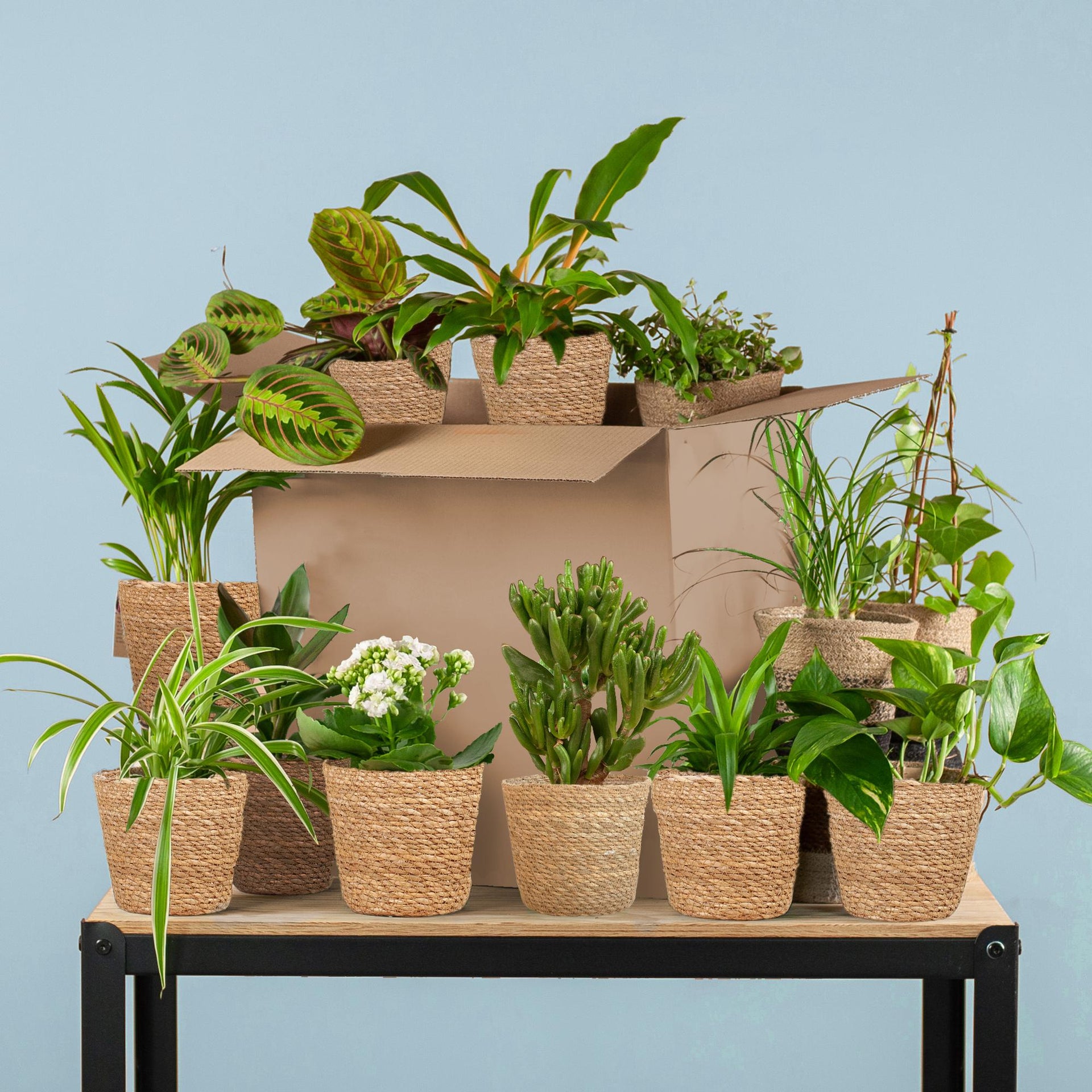 Pflanzen-Retterbox - Zimmerpflanzen 12er-Set - inkl. 12× Korb Seegras