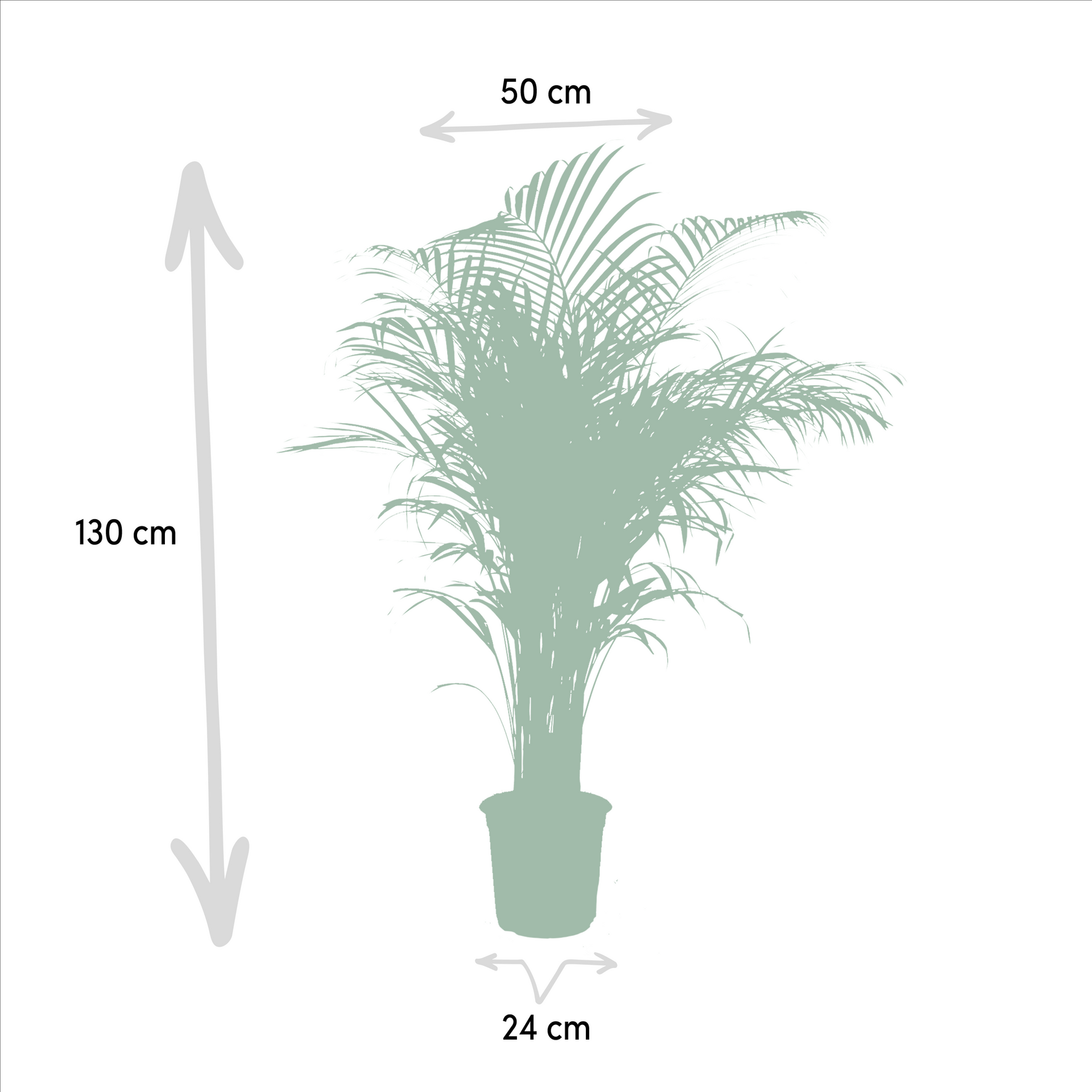 Areca-Palme (Goldfruchtpalme) – Ø21 cm – ca. 130 cm