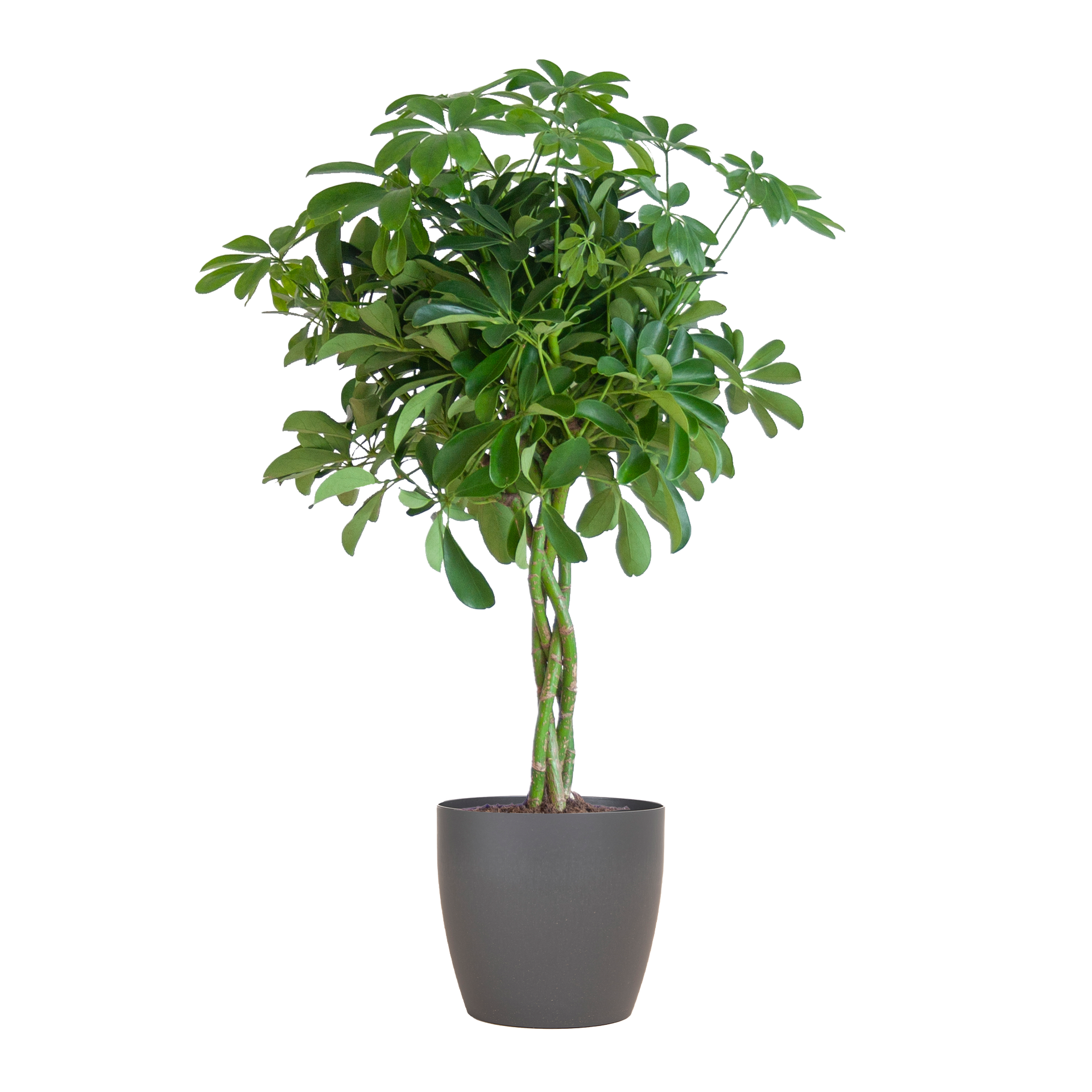 Schefflera arboricola Nora (Strahlenaralie) mit Potter-Topf Grau