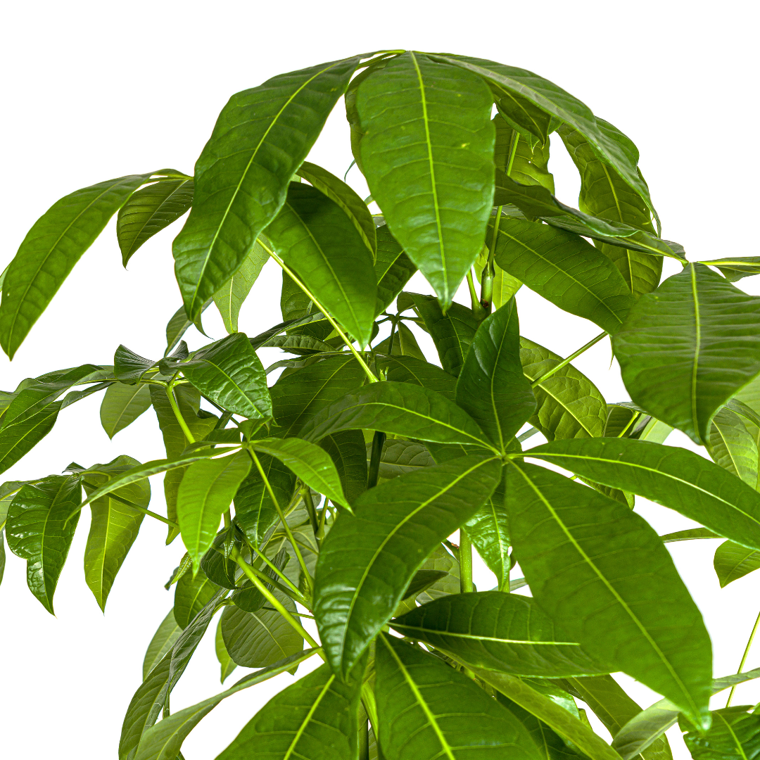 Pachira aquatica (Glückskastanie) Ø30 cm – ca. 160–180 cm