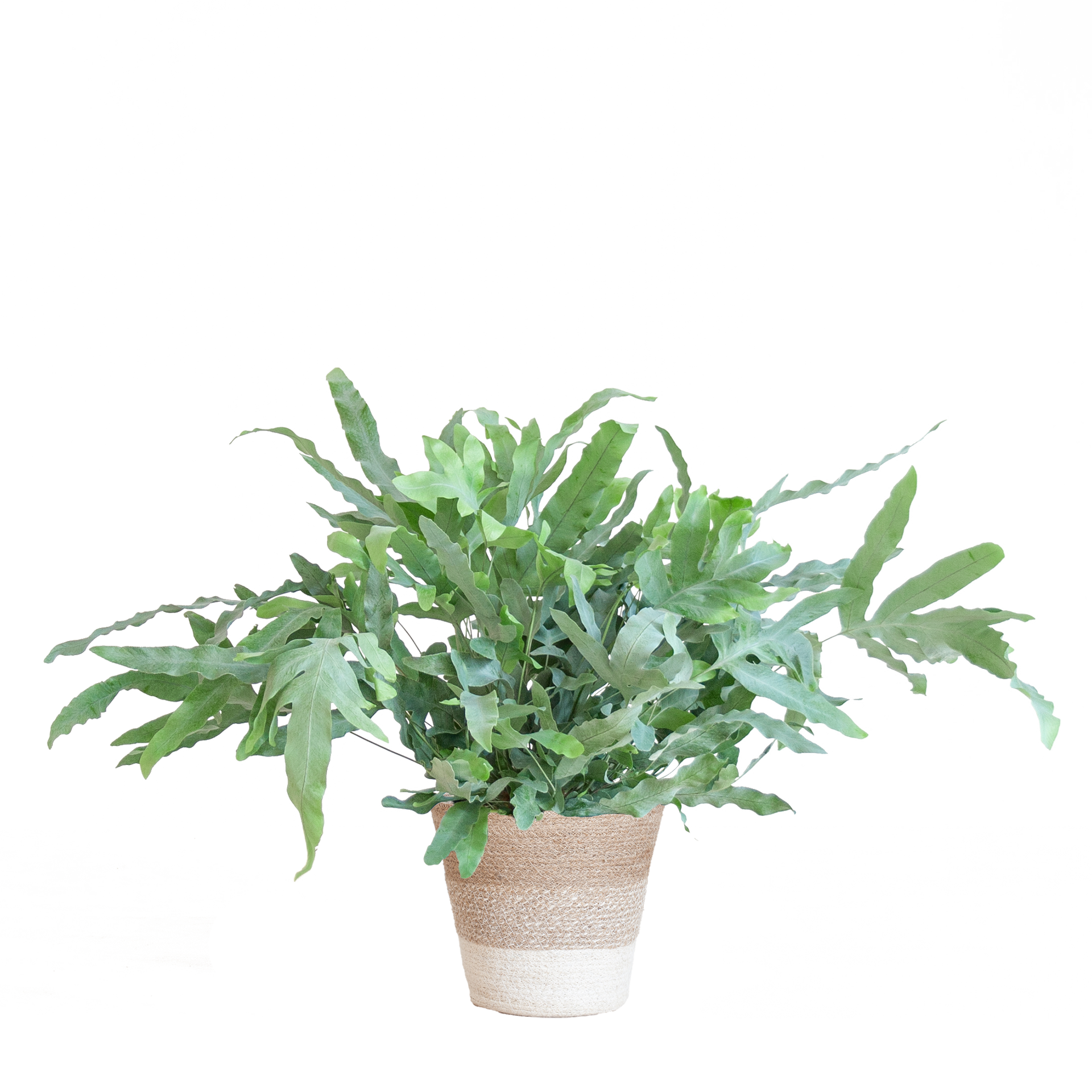 Phlebodium aureum 'Blue Star' (Blaufarn) mit Lissabon-Korb Weiß – 40 cm – Ø17 cm