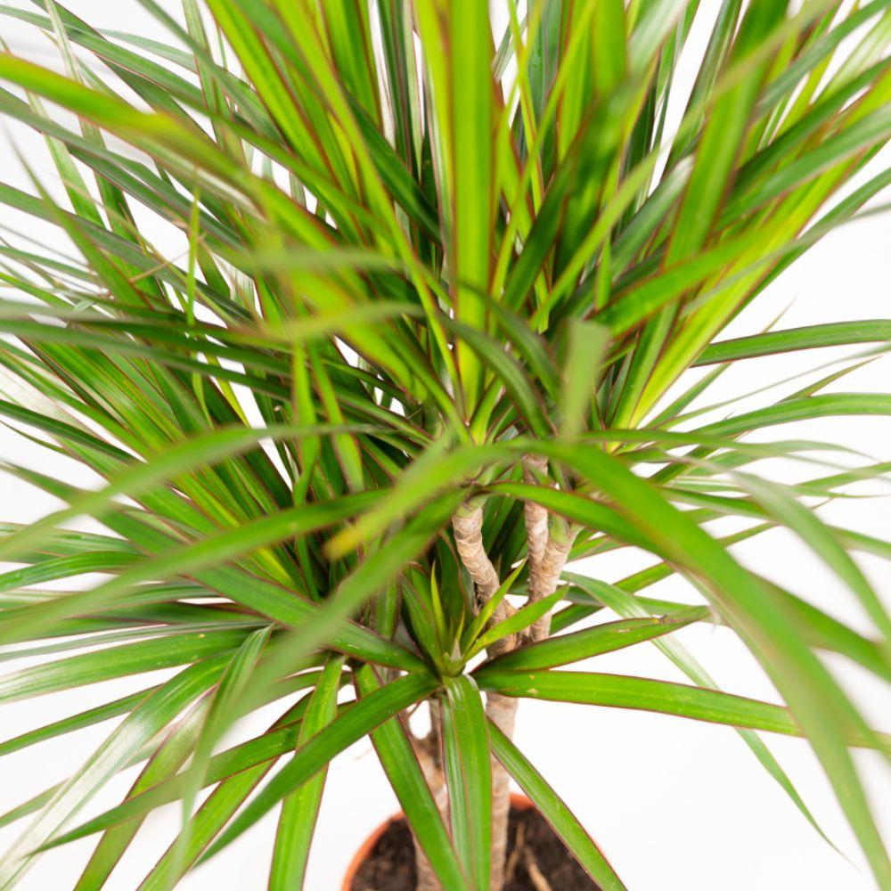 Dracaena marginata (Drachenbaum) – Ø17 cm – ca. 90 cm
