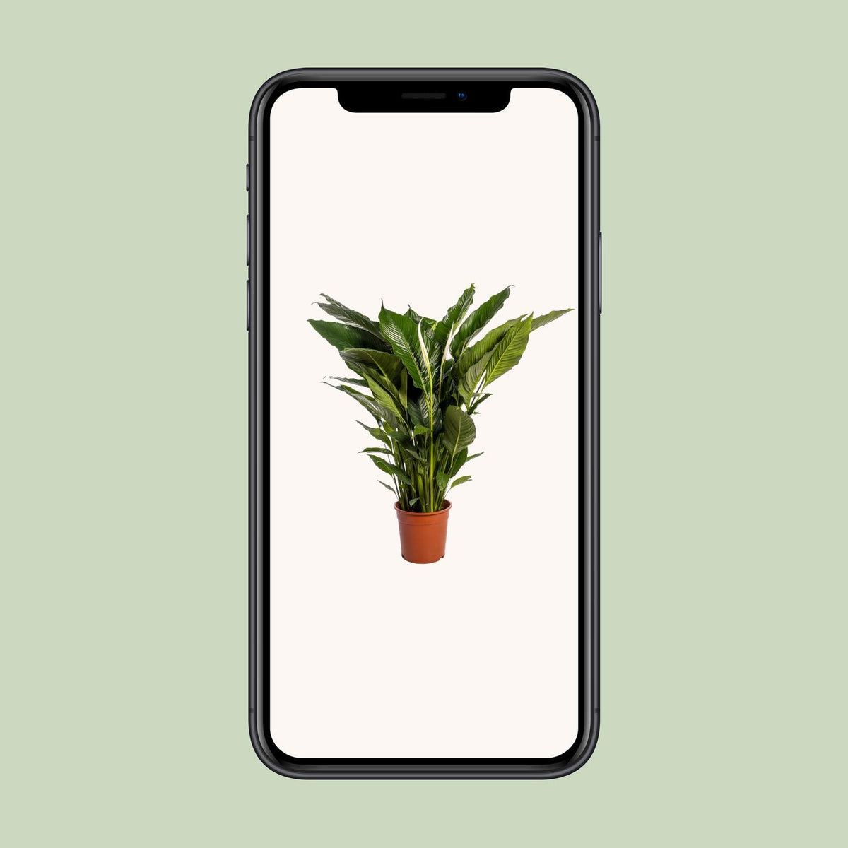 Spathiphyllum (Friedenslilie) Sweet Sebastiano