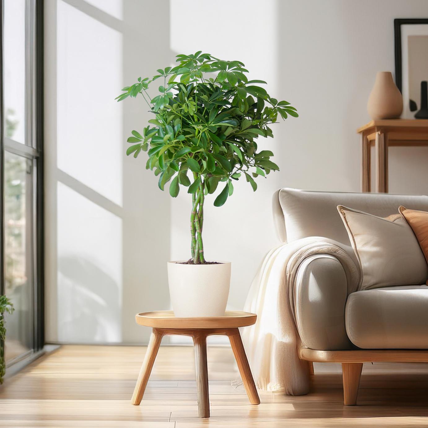 Schefflera arboricola Nora (Strahlenaralie) mit Potter-Topf Weiß