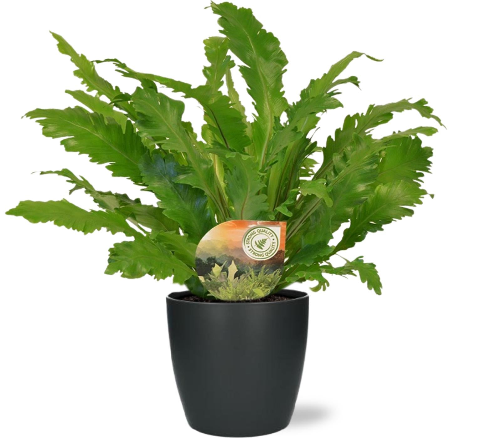 Asplenium Campio - Ø17cm - ↕50cm + Pot Brussels D18x17cm - Anthrazit