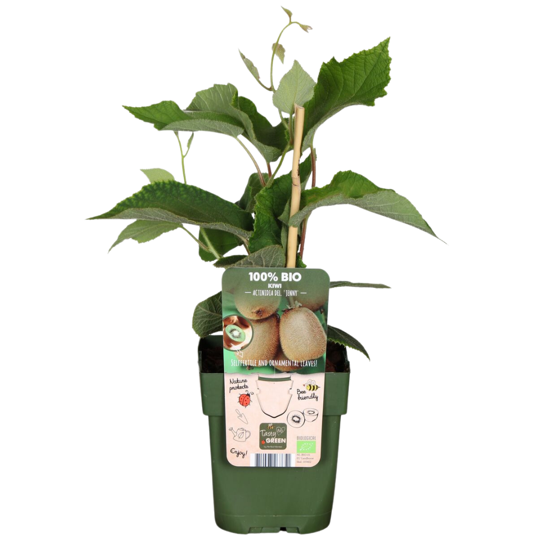 6 selbstbestäubende Bio-Kiwipflanzen (Actinidia deliciosa)