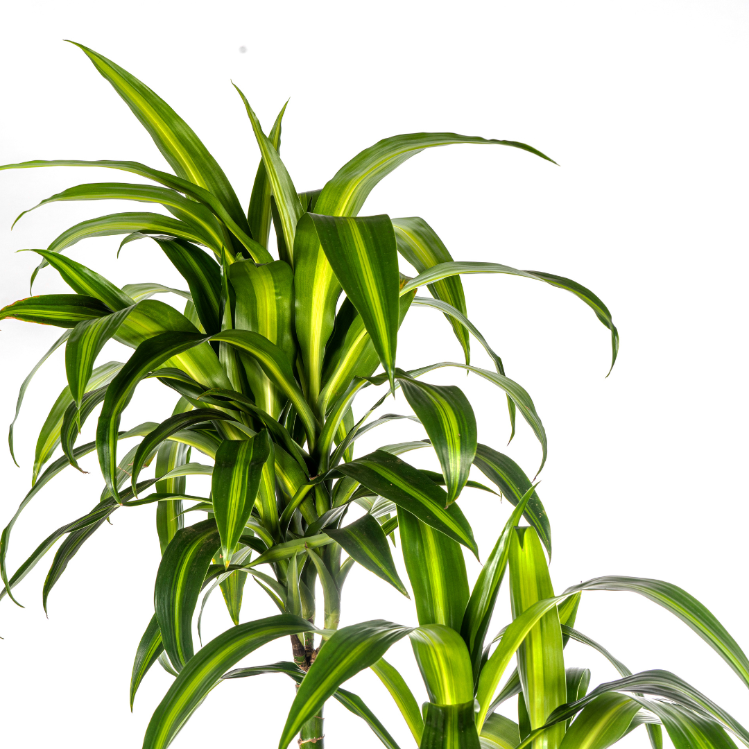Dracaena deremensis Hawaiian Sunshine (Drachenbaum) Ø27 cm – ca. 170–190 cm