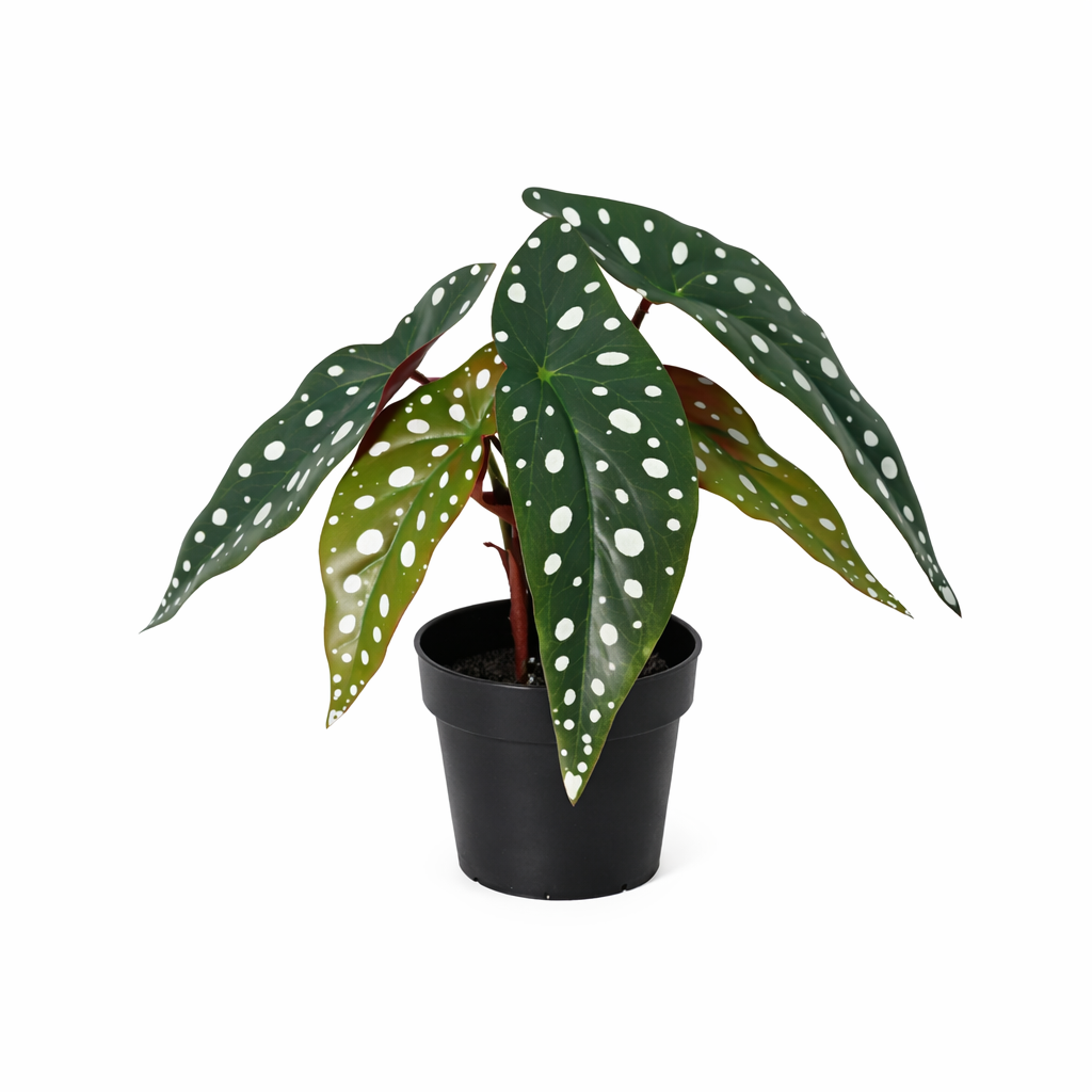 ARTIFICIAL Begonia maculata