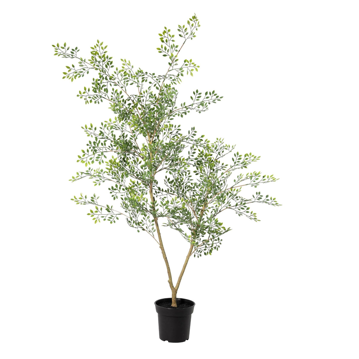 ARTIFICIAL Bucida