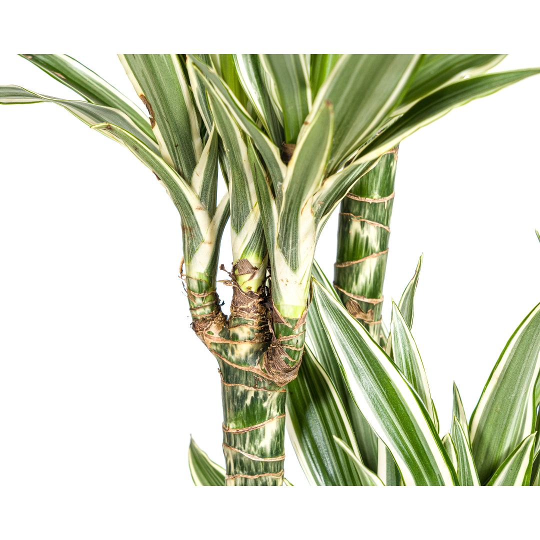 Dracaena deremensis White Stripe (Drachenbaum)