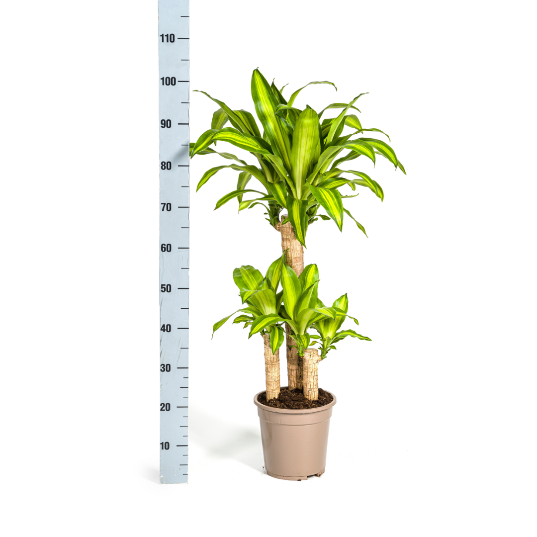 Dracaena fragrans Massangeana (Drachenbaum) Ø21 cm – ca. 90–110 cm