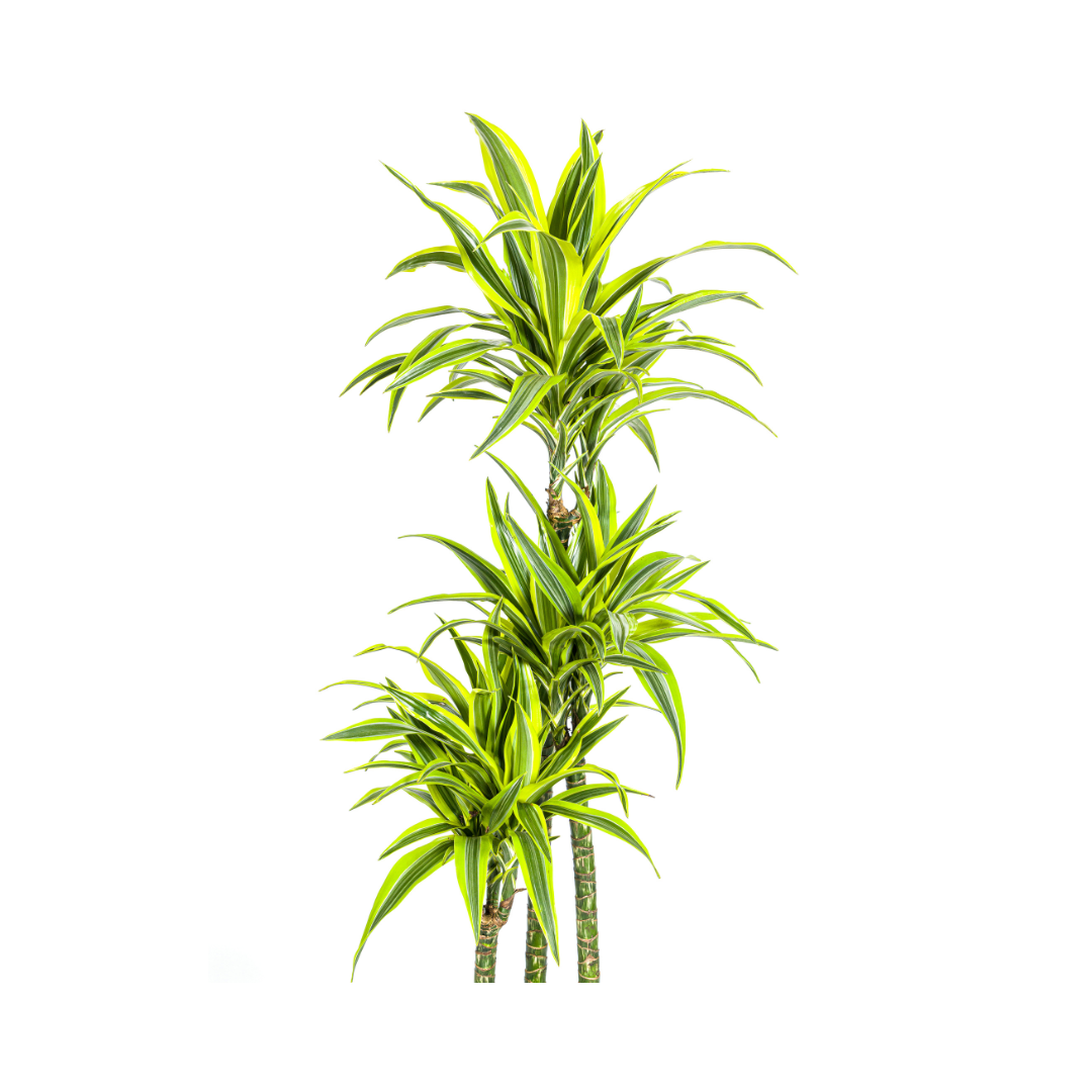 Dracaena deremensis Lemon Lime (Drachenbaum) Ø27 cm – ca. 170–190 cm