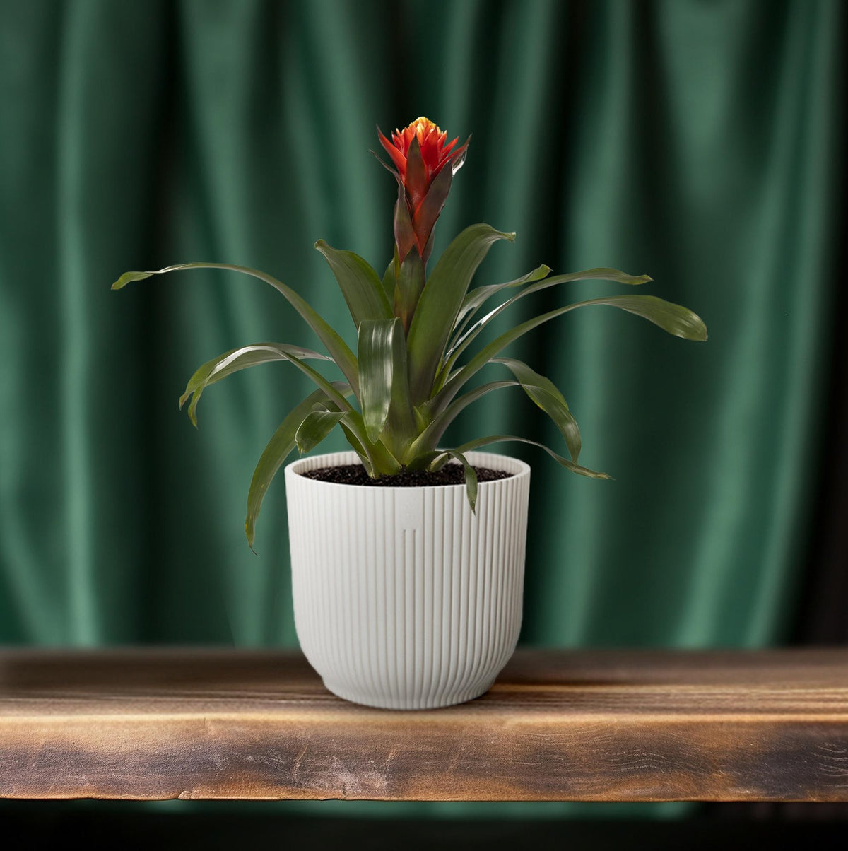 Guzmania Happiness (Bromelie)