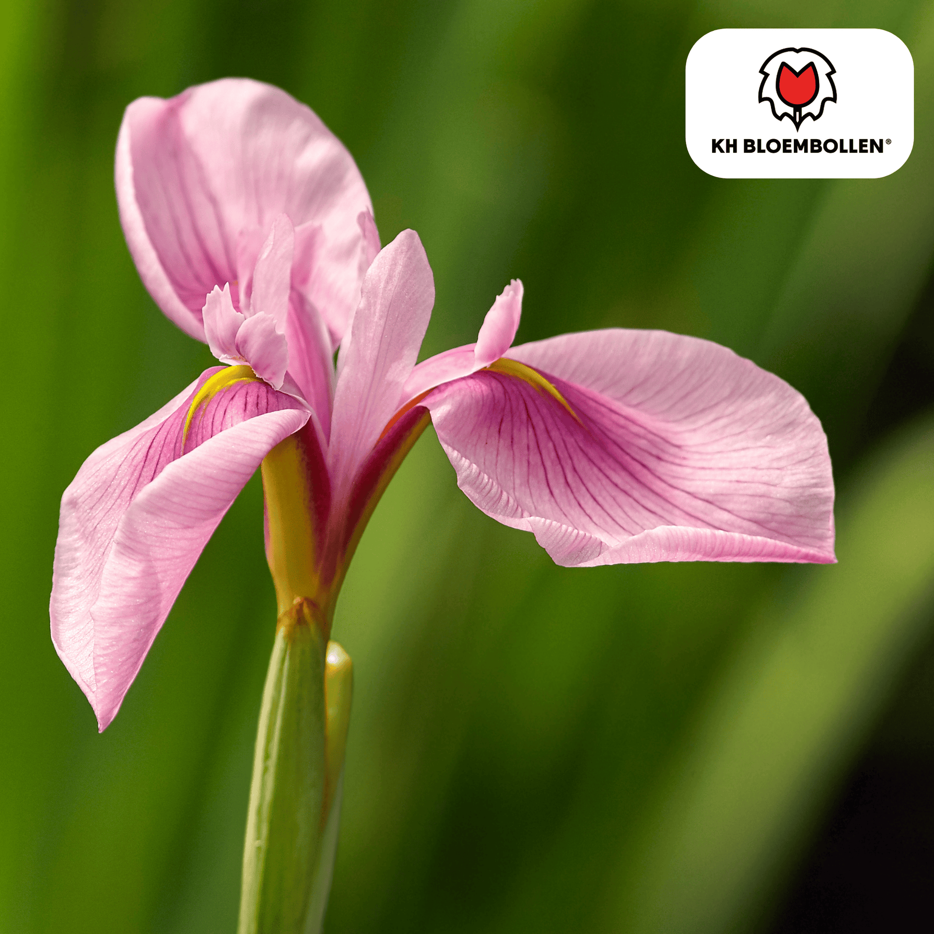 Iris Pink Panther – 25 Blumenzwiebeln