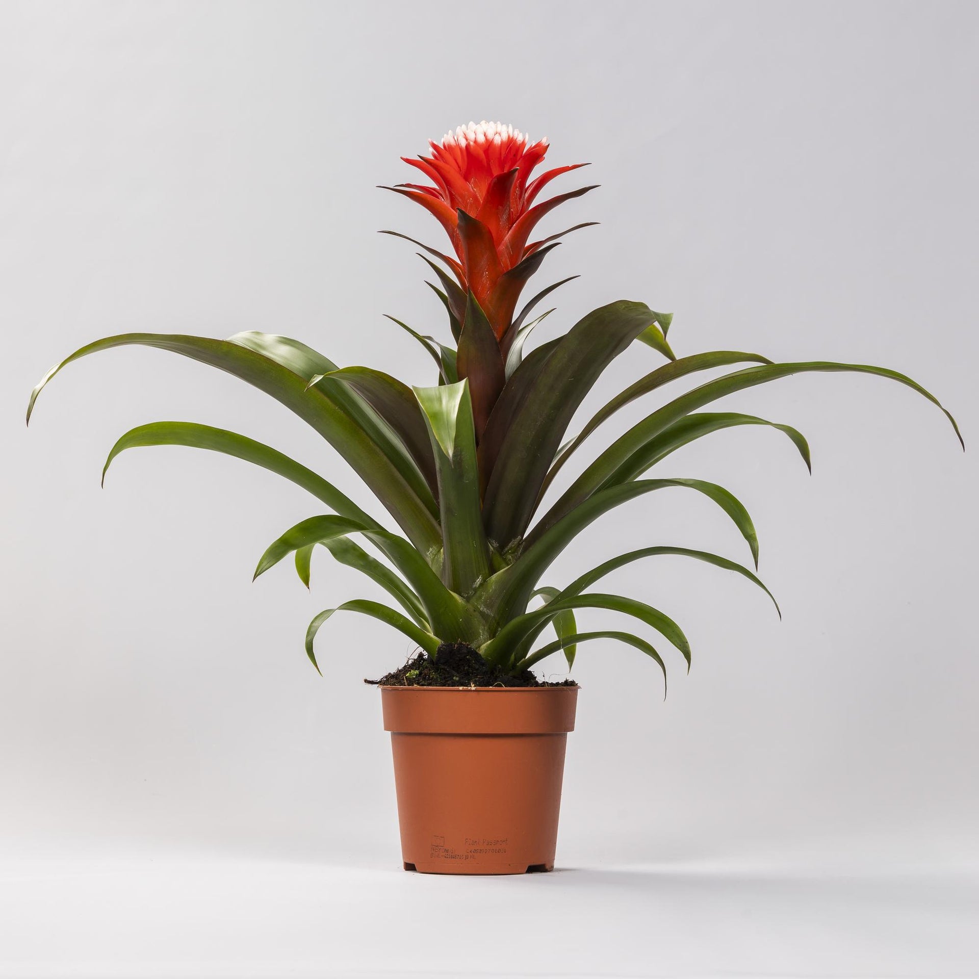 Guzmania Hope (Bromelie) – Ø12 cm – ca. 40 cm