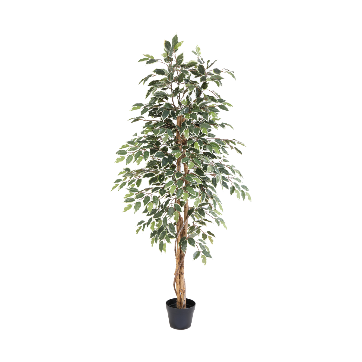 ARTIFICIAL Ficus benjamina variegata