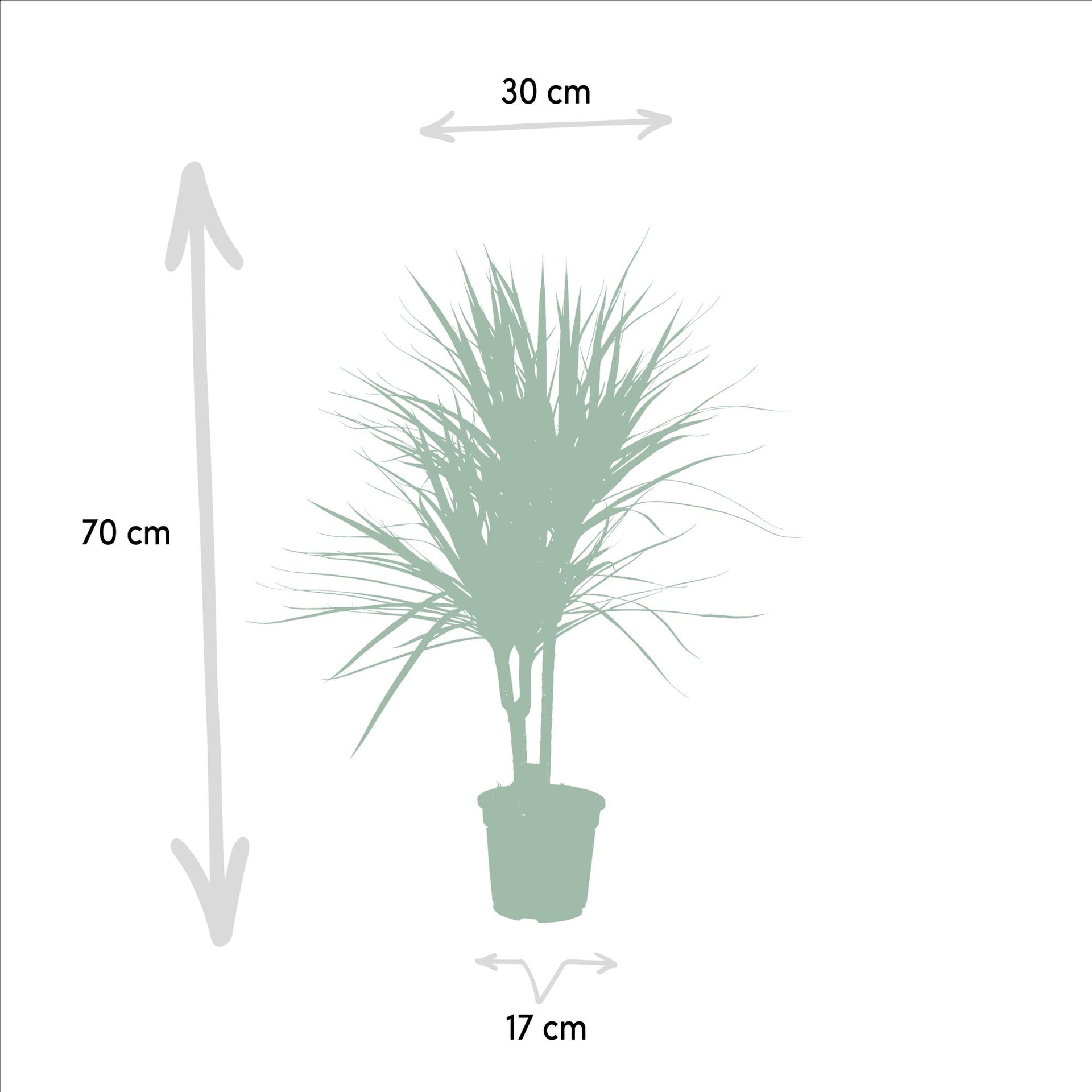 Dracaena marginata (Drachenbaum) – Ø17 cm – ca. 90 cm