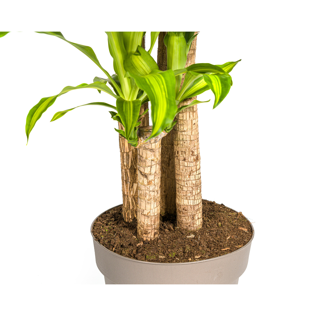 Dracaena fragrans Massangeana (Drachenbaum)