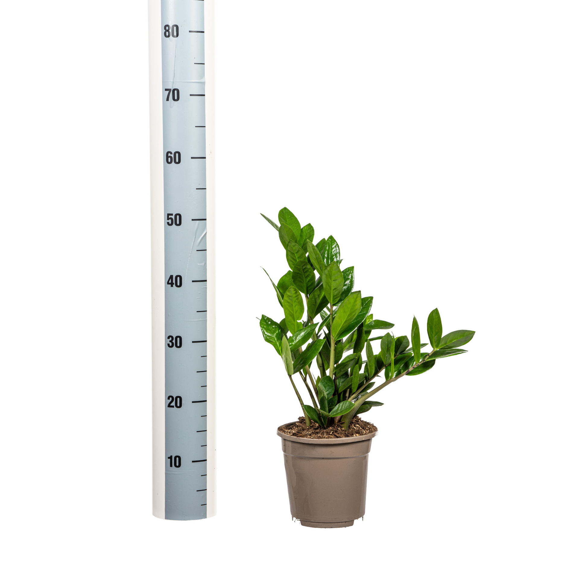 Zamioculcas zamiifolia (Glücksfeder) Ø17 cm – ca. 40–50 cm