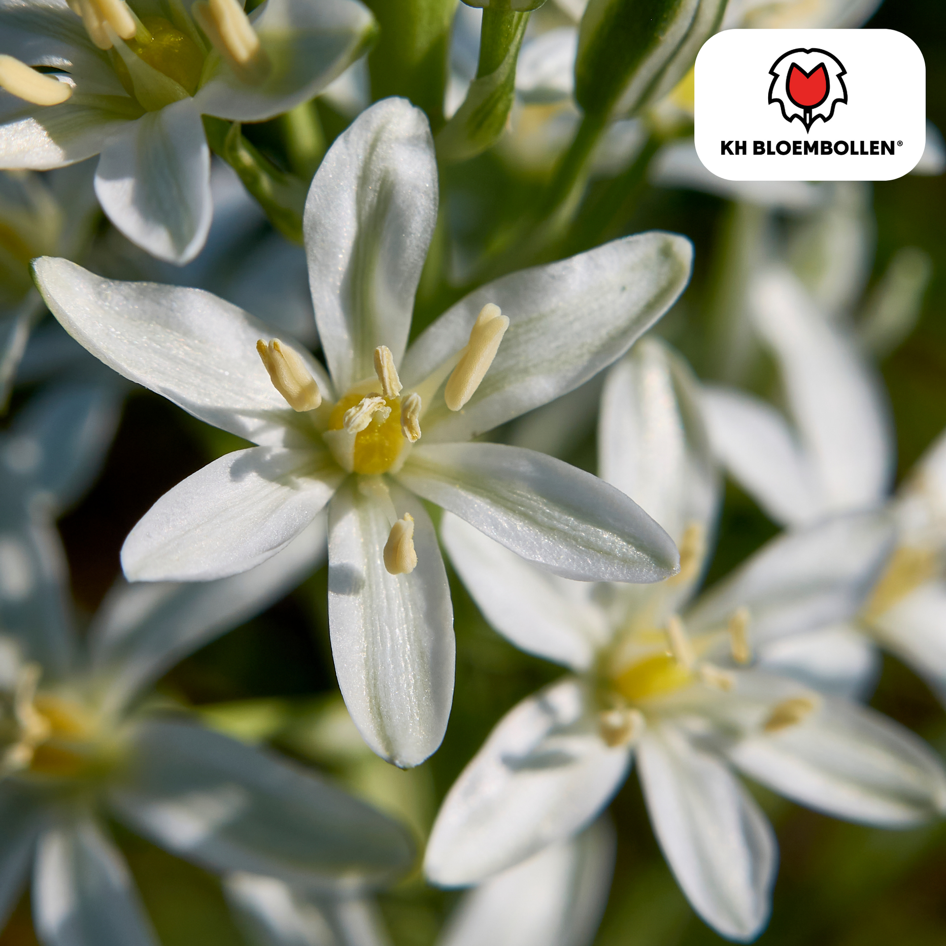 Vogelmilch (Ornithogalum) - 30 Blumenzwiebeln