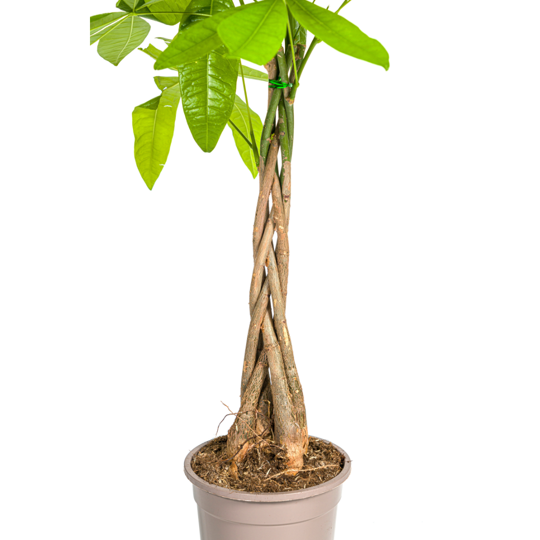 Pachira aquatica (Glückskastanie)
