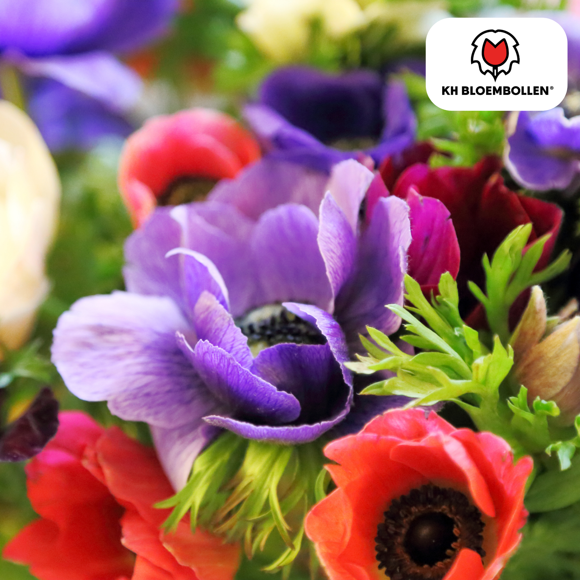 Einfache Anemonen - 30 Blumenzwiebeln - Farbmix