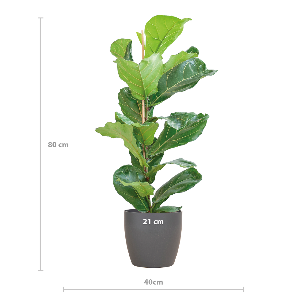 Ficus Lyrata mit Viber-Topf Grau – 80 cm – Ø21