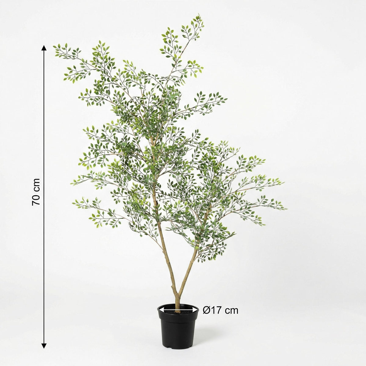 ARTIFICIAL Bucida