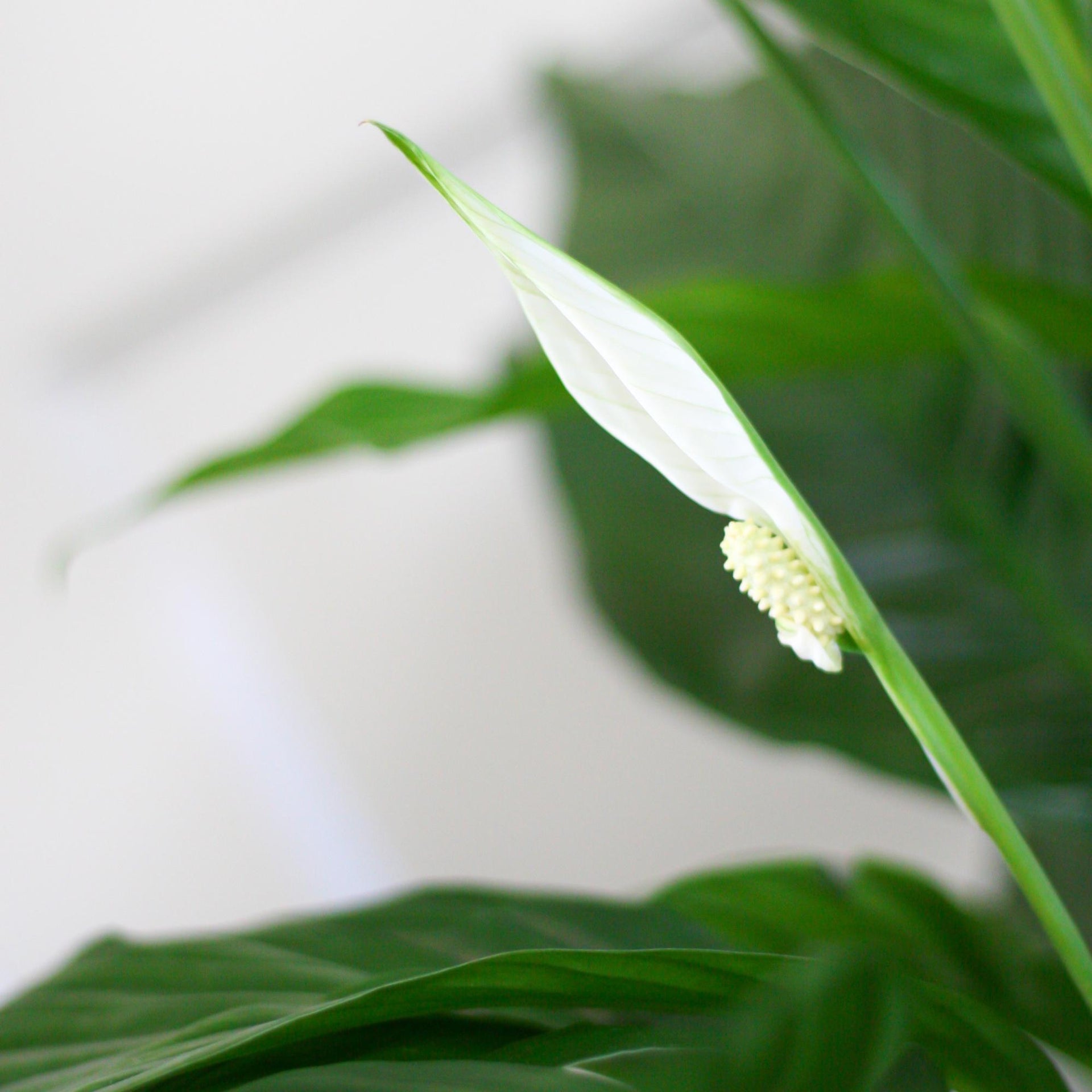 Spathiphyllum (Friedenslilie) mit Lissabon-Korb Schwarz
