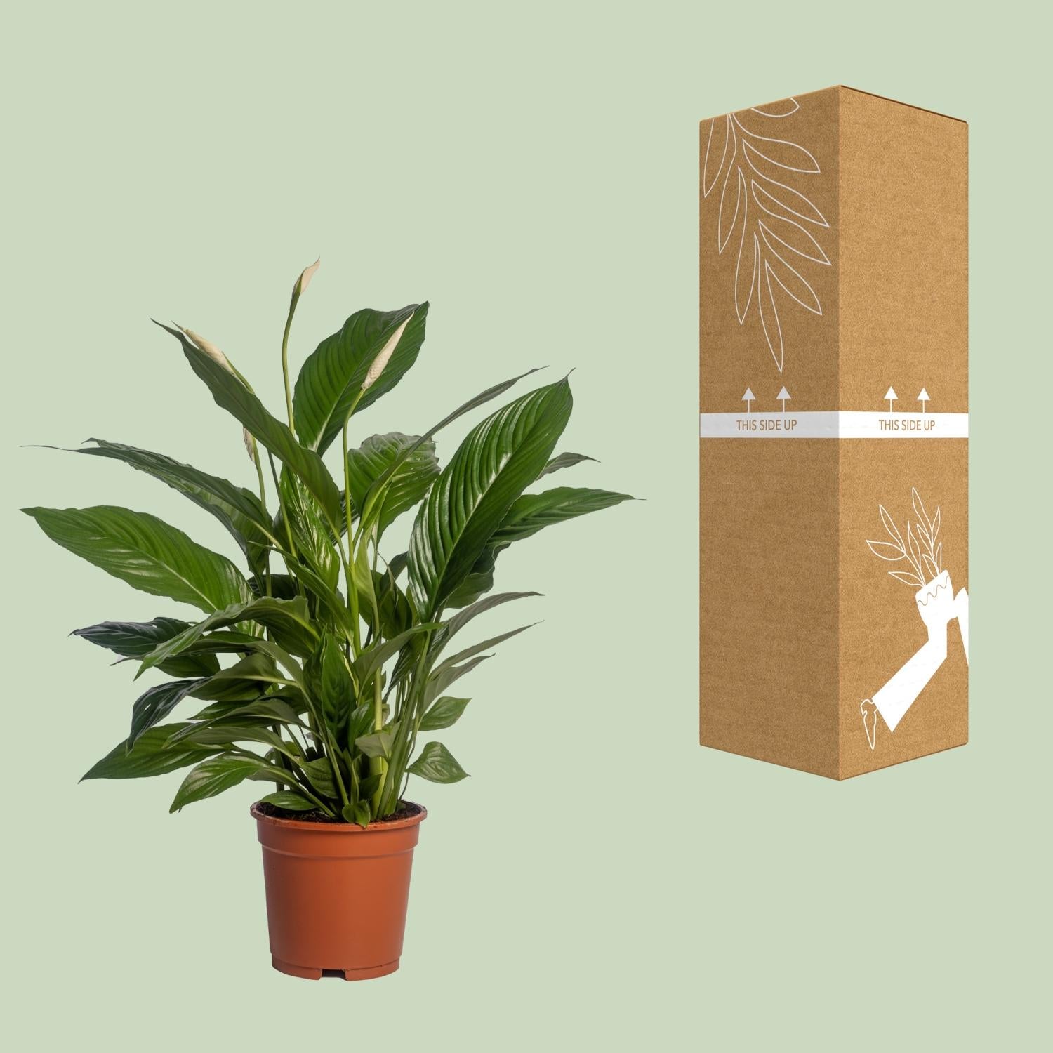 Spathiphyllum (Friedenslilie) Vivaldi – Ø17 cm – ca. 70 cm