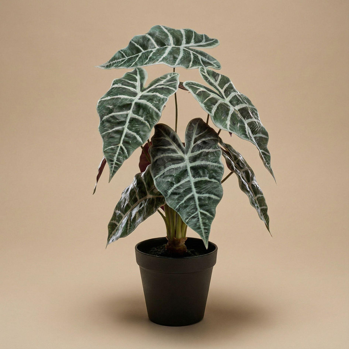 Alocasia Busch im Topf 40 cm - Kunstpflanze