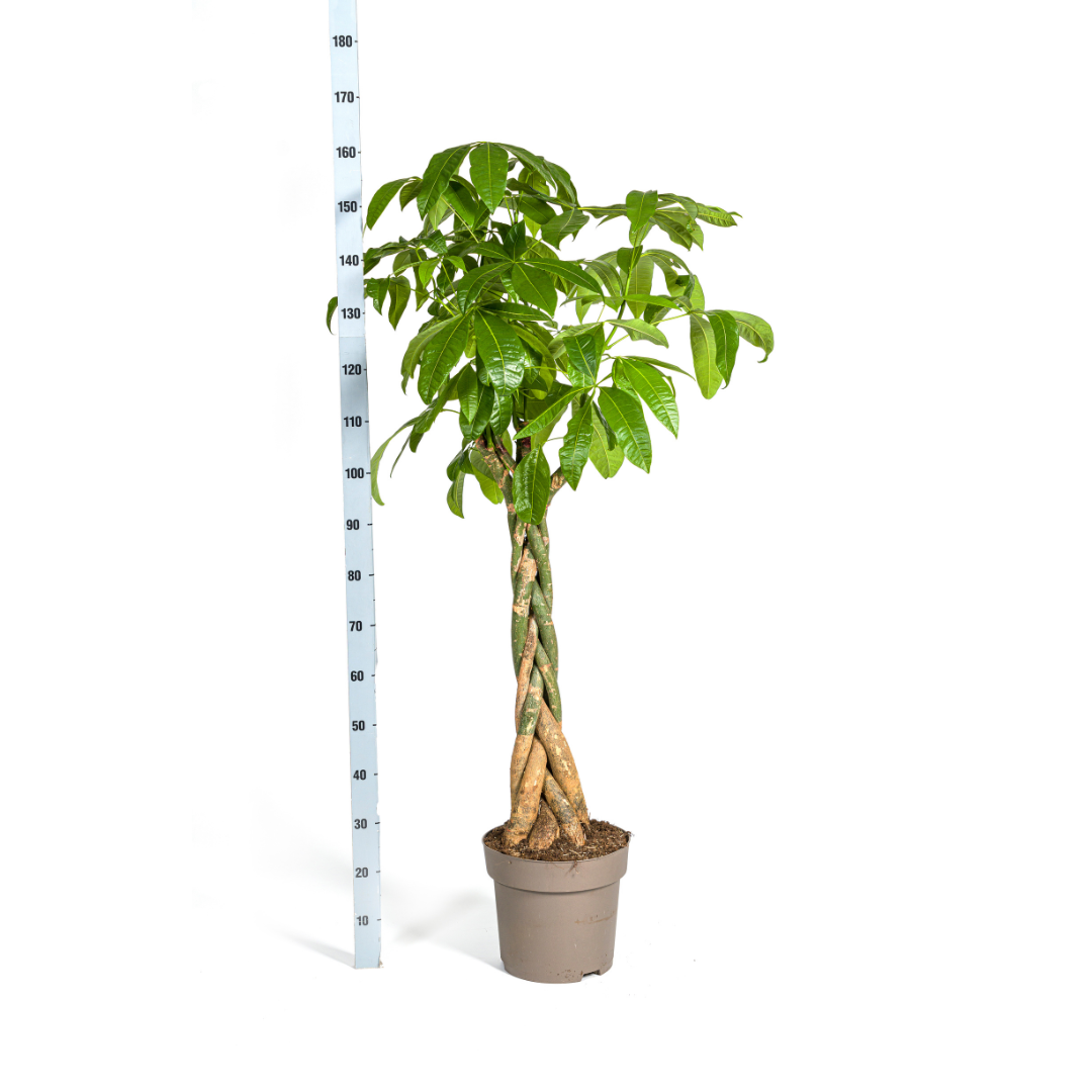 Pachira aquatica (Glückskastanie) Ø30 cm – ca. 160–180 cm