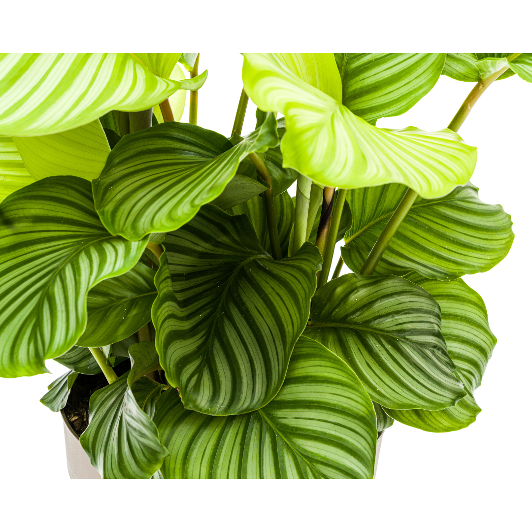 Calathea orbifolia (Korbmarante) Ø27 cm – ca. 70–90 cm