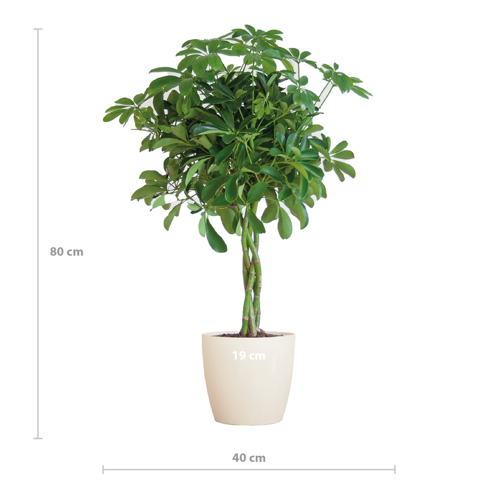 Schefflera Arab Nora mit Viber weiß – 70 cm – Ø21