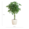 Schefflera Arab Nora mit Viber weiß – 70 cm – Ø21