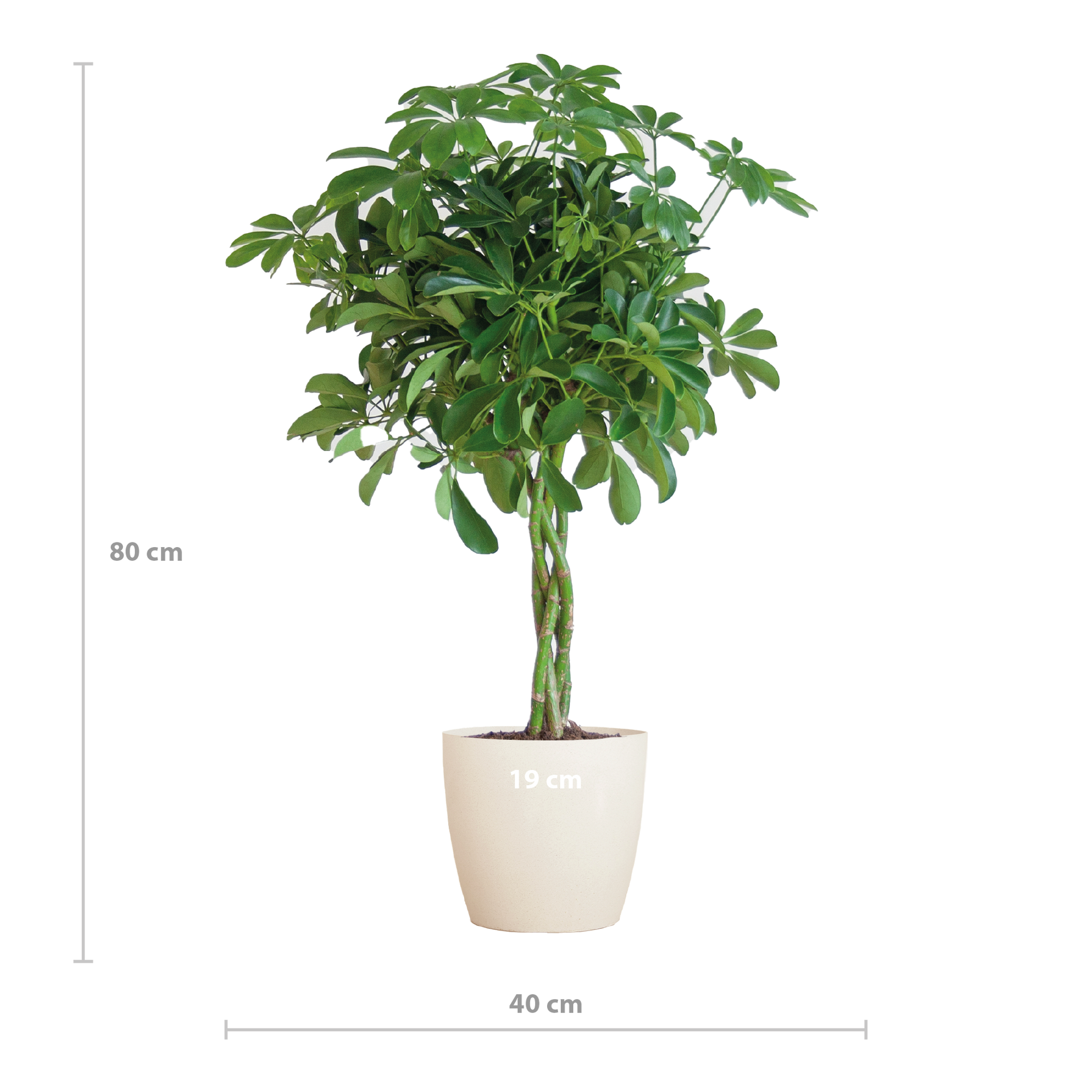 Schefflera arboricola Nora (Strahlenaralie) mit Potter-Topf Weiß – 70 cm – Ø21 cm